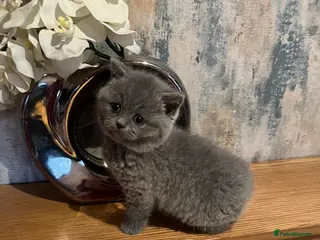 British Shorthair cats Beautiful 6 week old female bsh - Advert 1