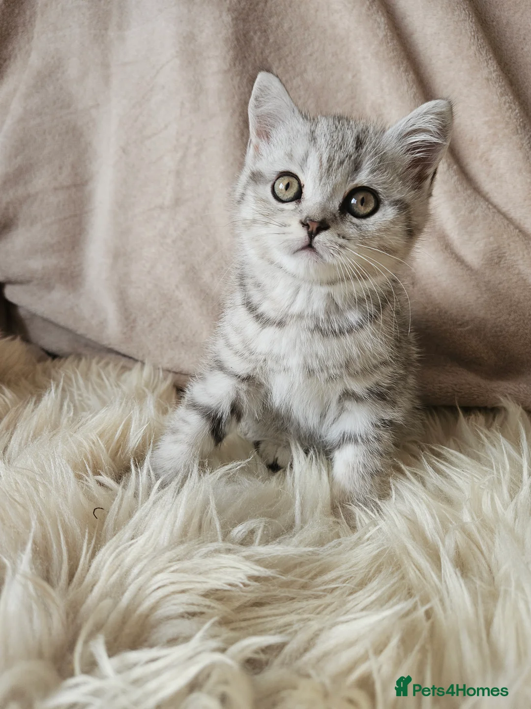 Scottish Fold cats for sale: Scotish fold beautiful kittens 😸  - Advert 13