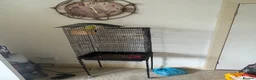 Budgerigars birds for sale: Pair of Budgies for Sale with Cage in Halifax - Advert 14