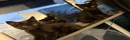 British Shorthair cats for sale: 7 fluffy kittens  - Advert 10