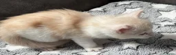 Maine Coon cats for sale: Xl Maine coon kittens health tested parents Tica R - Advert 32