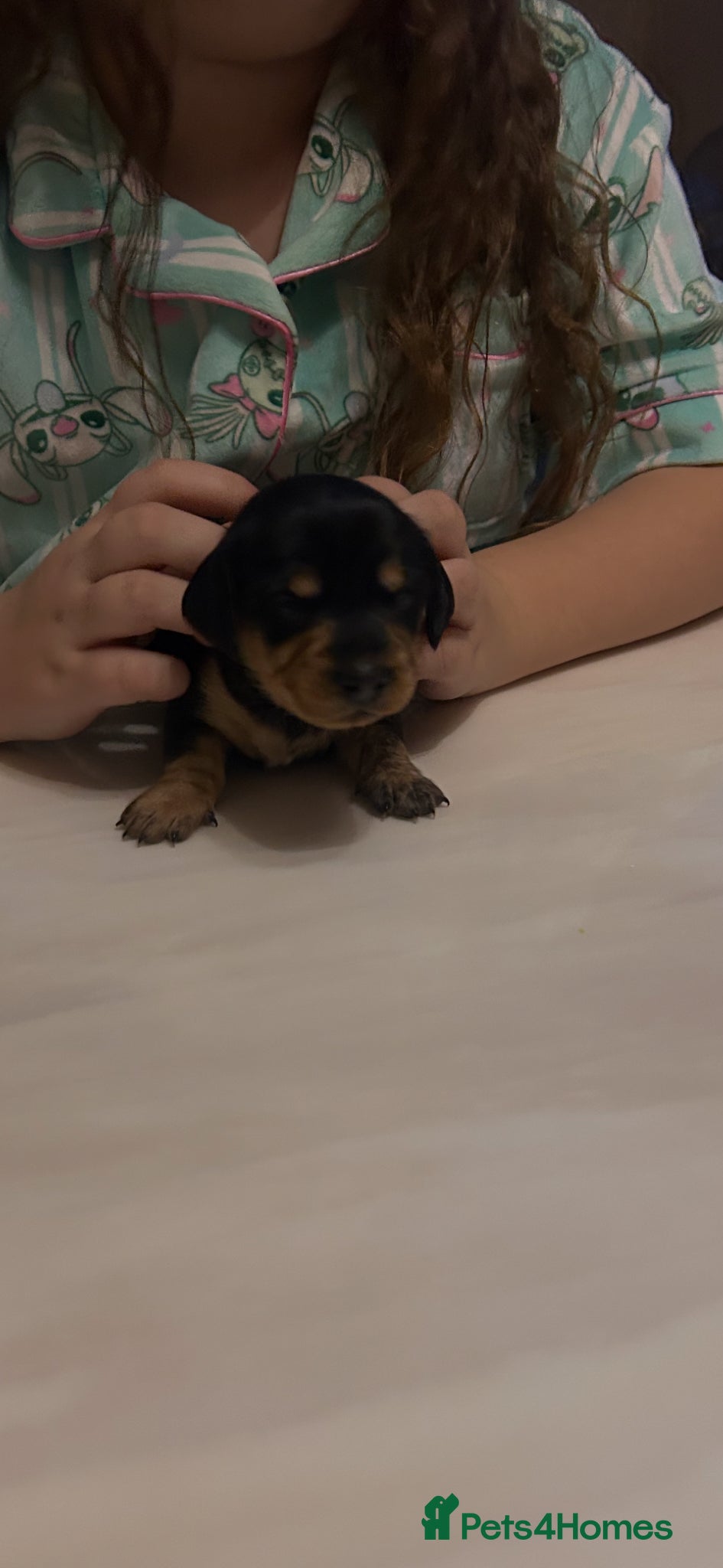 Miniature Dachshund dogs Adorable miniature dachshunds 💙💖 - Advert 2
