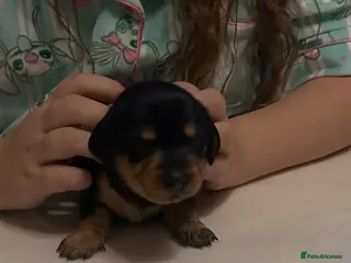 Miniature Dachshund dogs Adorable miniature dachshunds 💙💖 - Advert 1