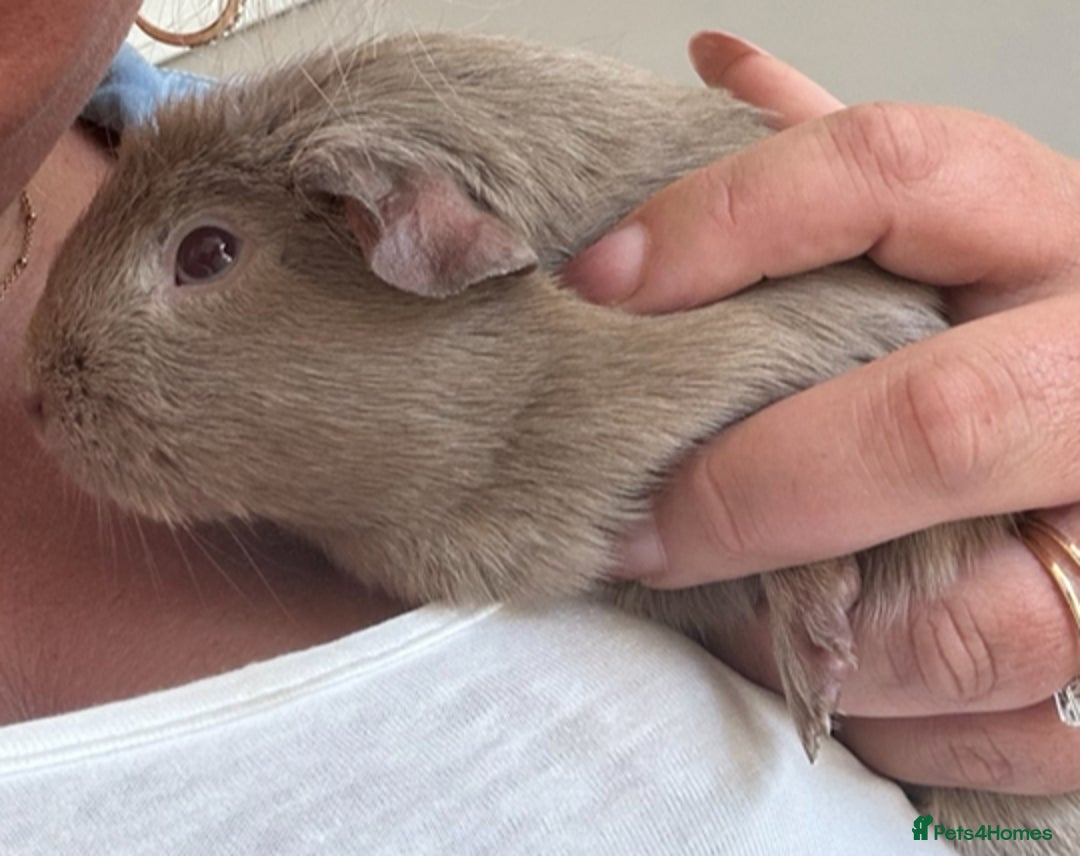 Guinea Pig rodents for sale: Female piggy for rehoming - Advert 1