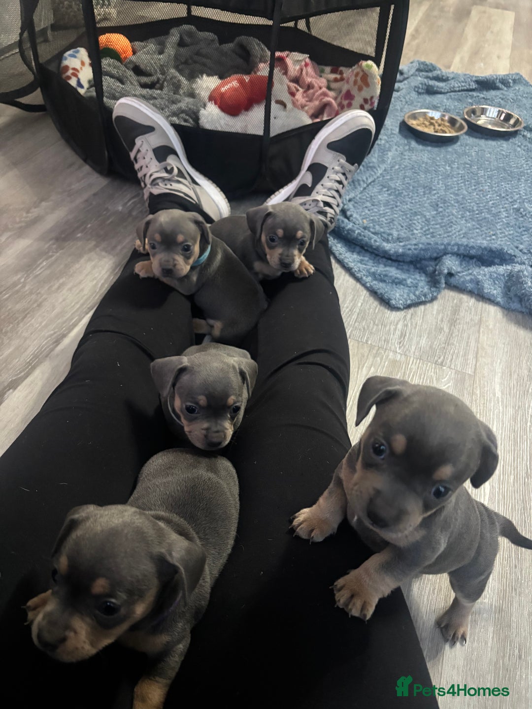 Mixed Breed dogs for sale: French- wieners ❤️ - Image 6