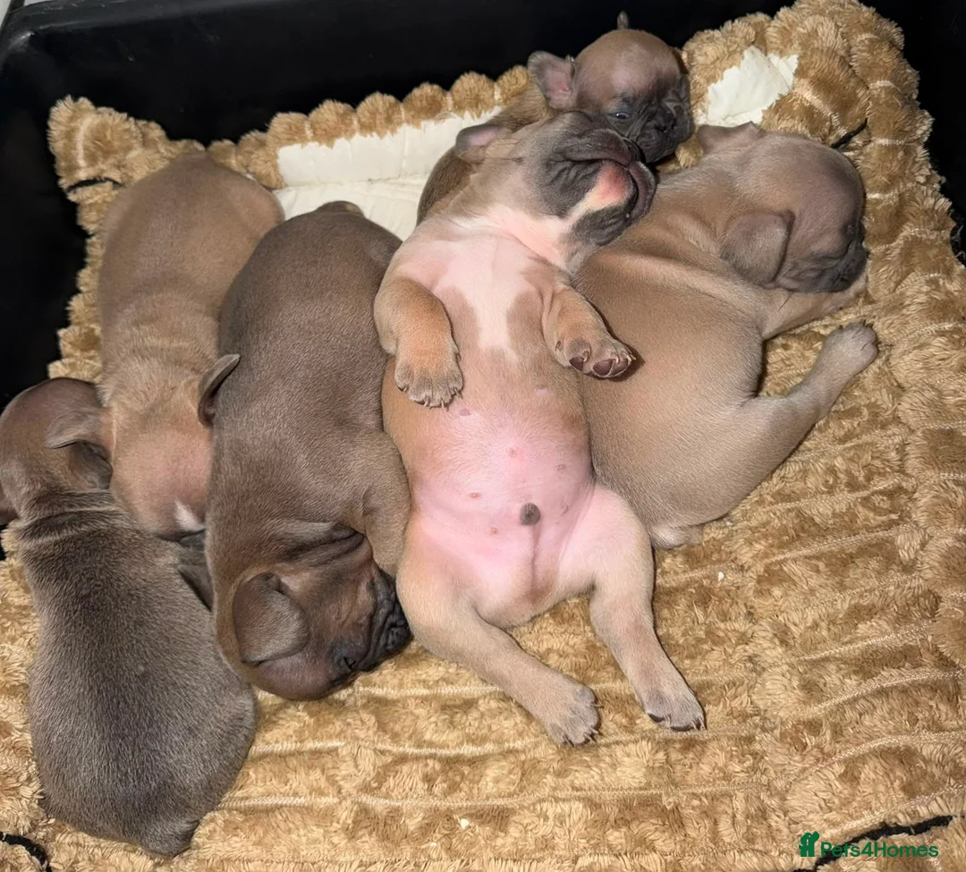 French Bulldog dogs for sale: French Bulldog Puppy's looking for a loving home - Advert 2