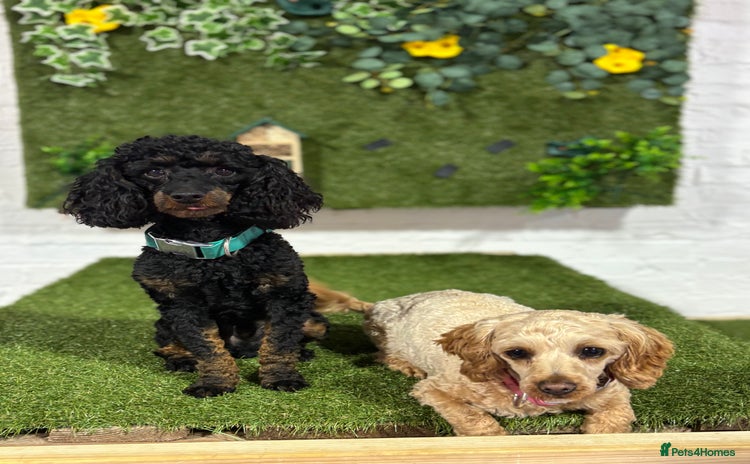 Cavapoochon dogs - Advert 7