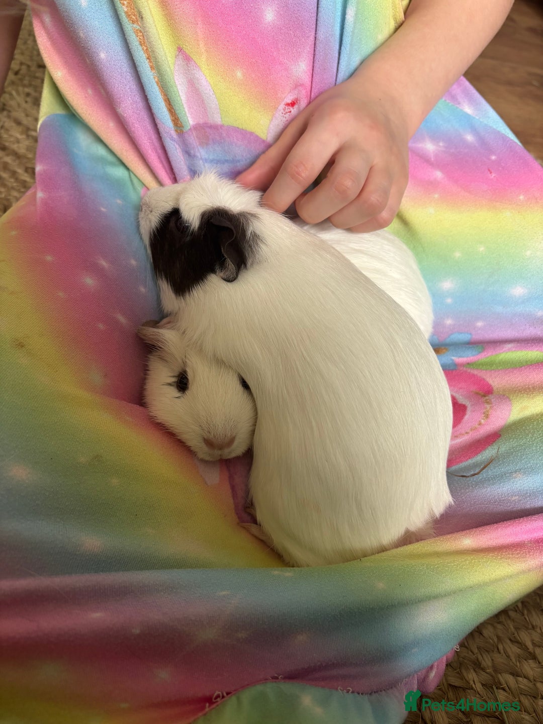 Guinea Pig rodents for sale: 2 female guinea pigs for sale - Image 3