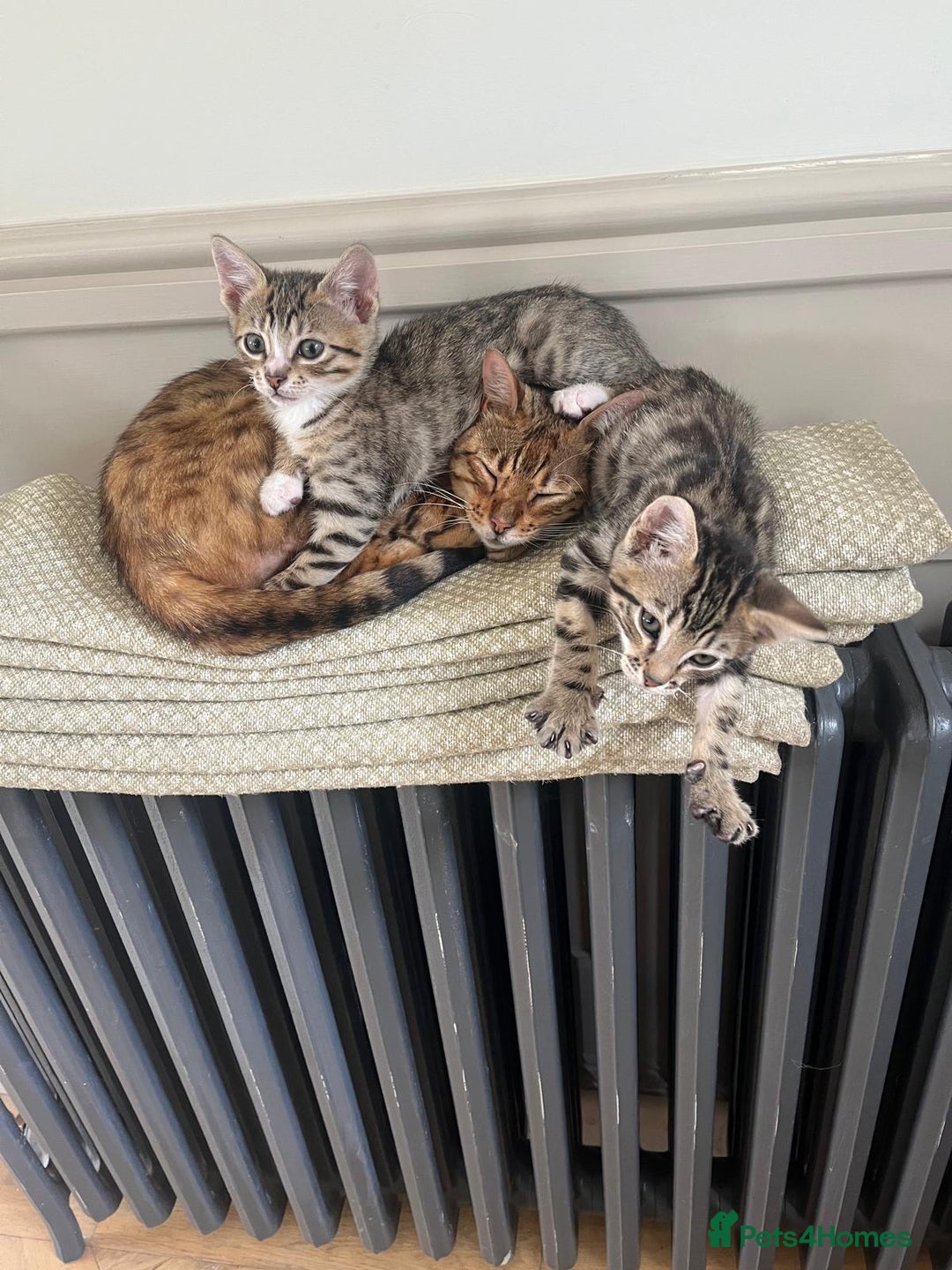 Bengal cats for sale: Divine Half Bengal Girl  - Image 2