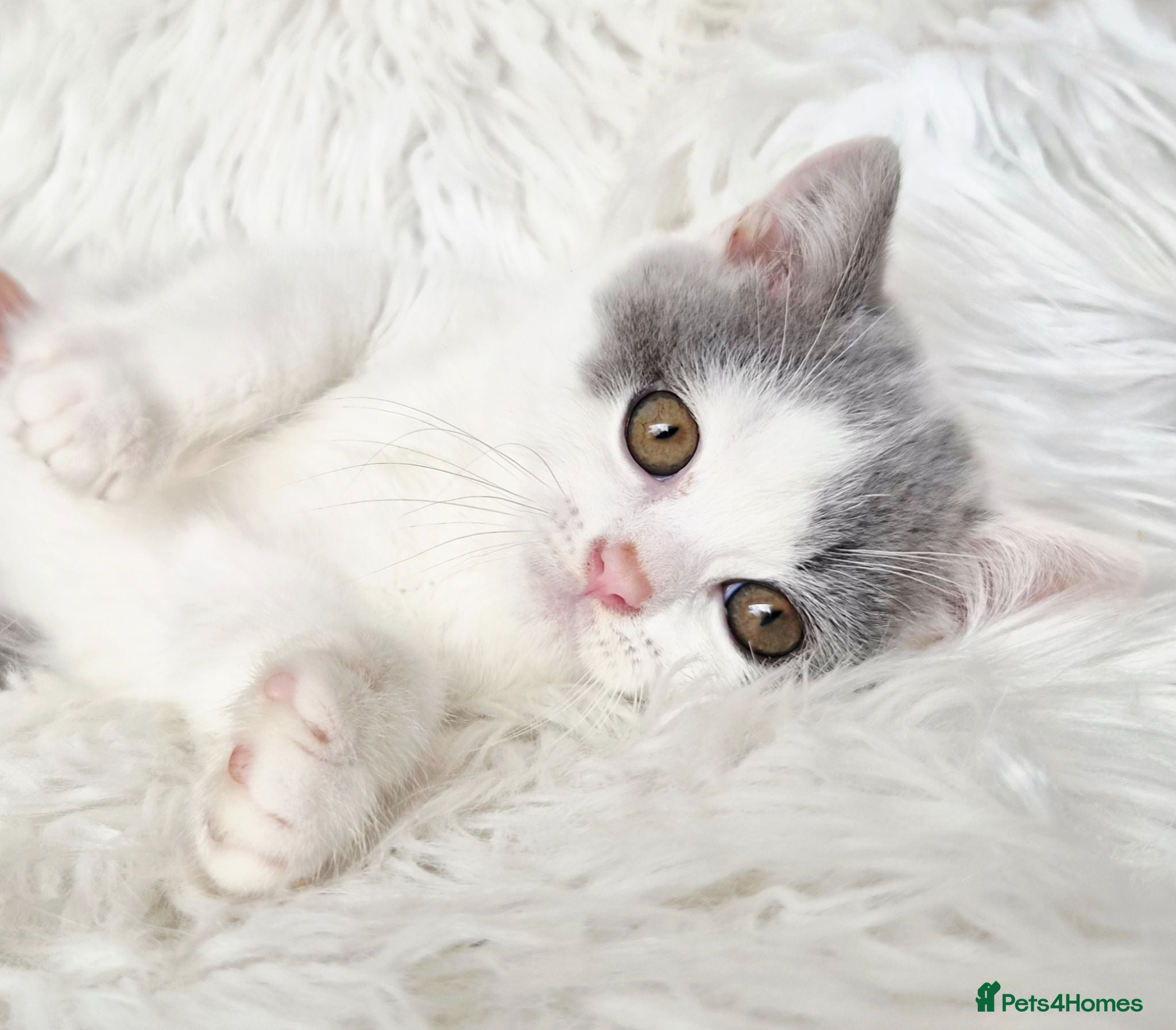 British Shorthair cats Gorgeous loving purr machines  - Advert 3