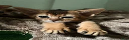 Abyssinian cats for sale: TICA Abyssinian kittens  - Advert 2