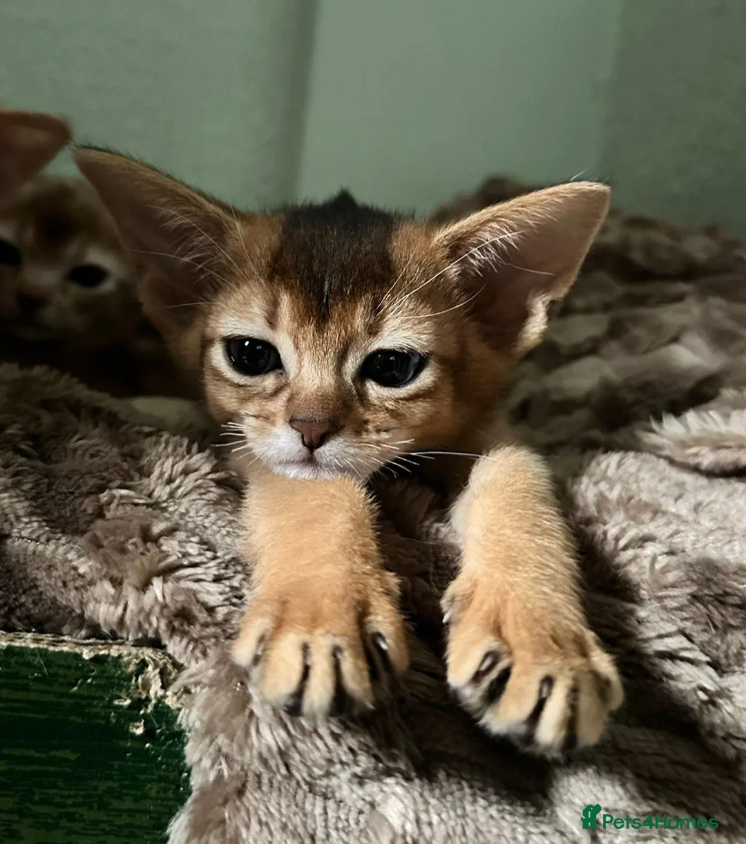 Abyssinian cats for sale: TICA Abyssinian kittens  - Advert 2