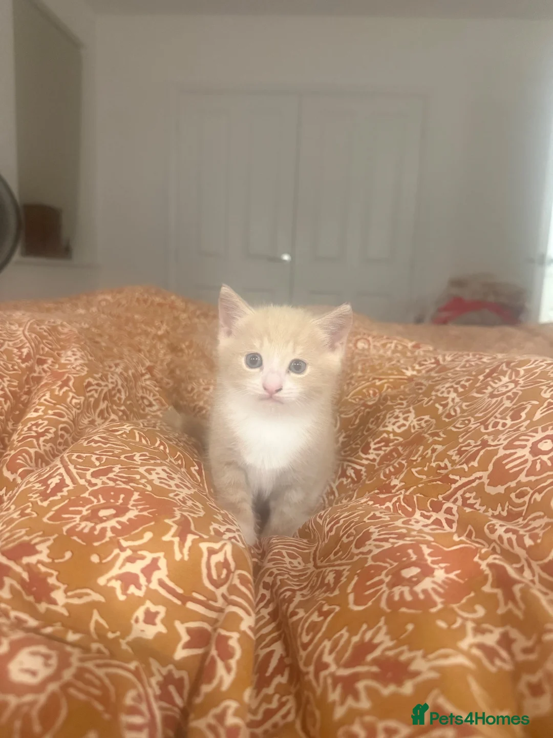 Mixed Breed cats for sale: Light ginger male kitten - Advert 2