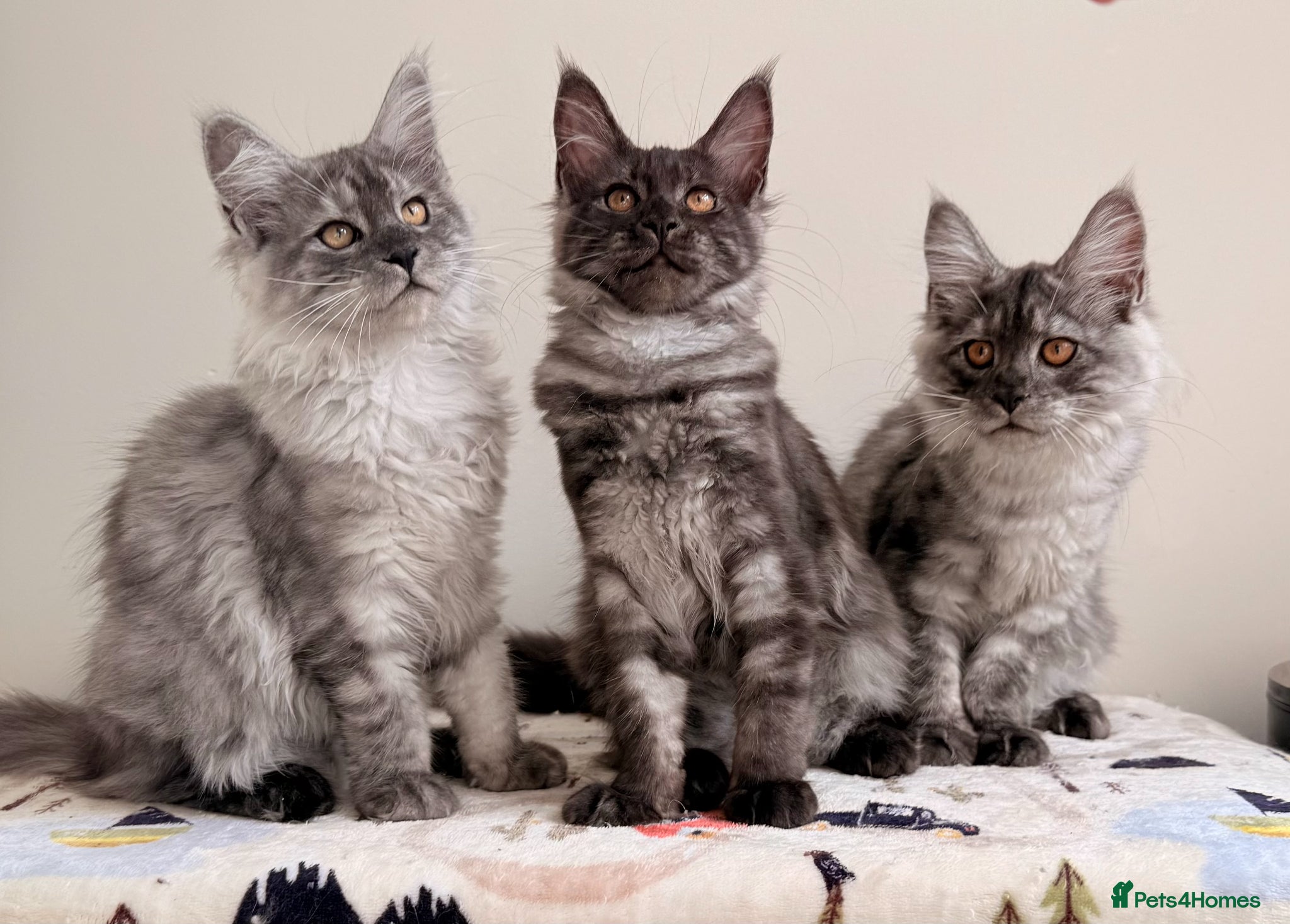 Maine Coon cats ONLY 3 TICA REG GIRLS LEFT FROM LICENSED BREEDERS - Advert 1