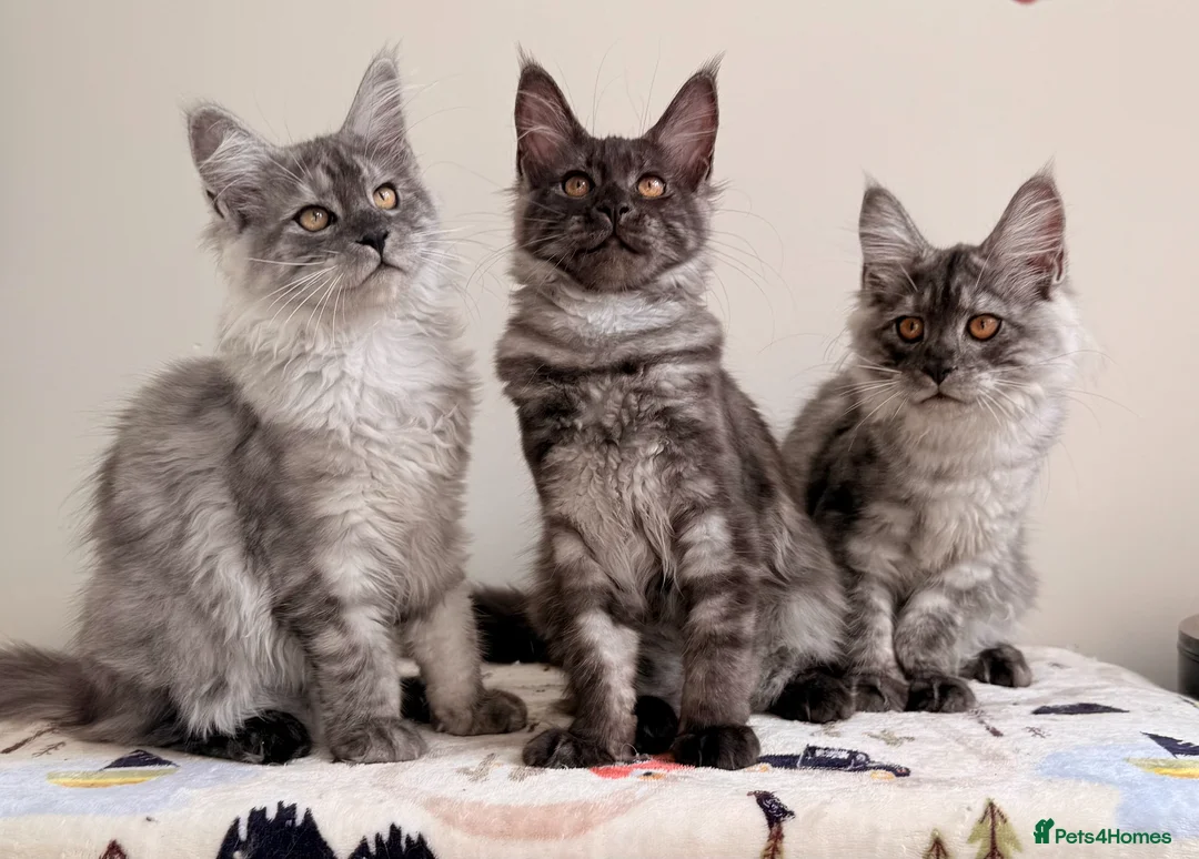 Maine Coon cats for sale: ONLY 3 TICA REG GIRLS LEFT FROM LICENSED BREEDERS - Advert 1
