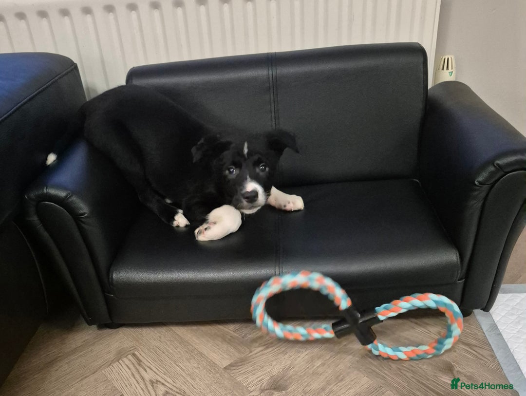 Mixed Breed dogs for sale: Australian Kelpie X Border Collie - Advert 5
