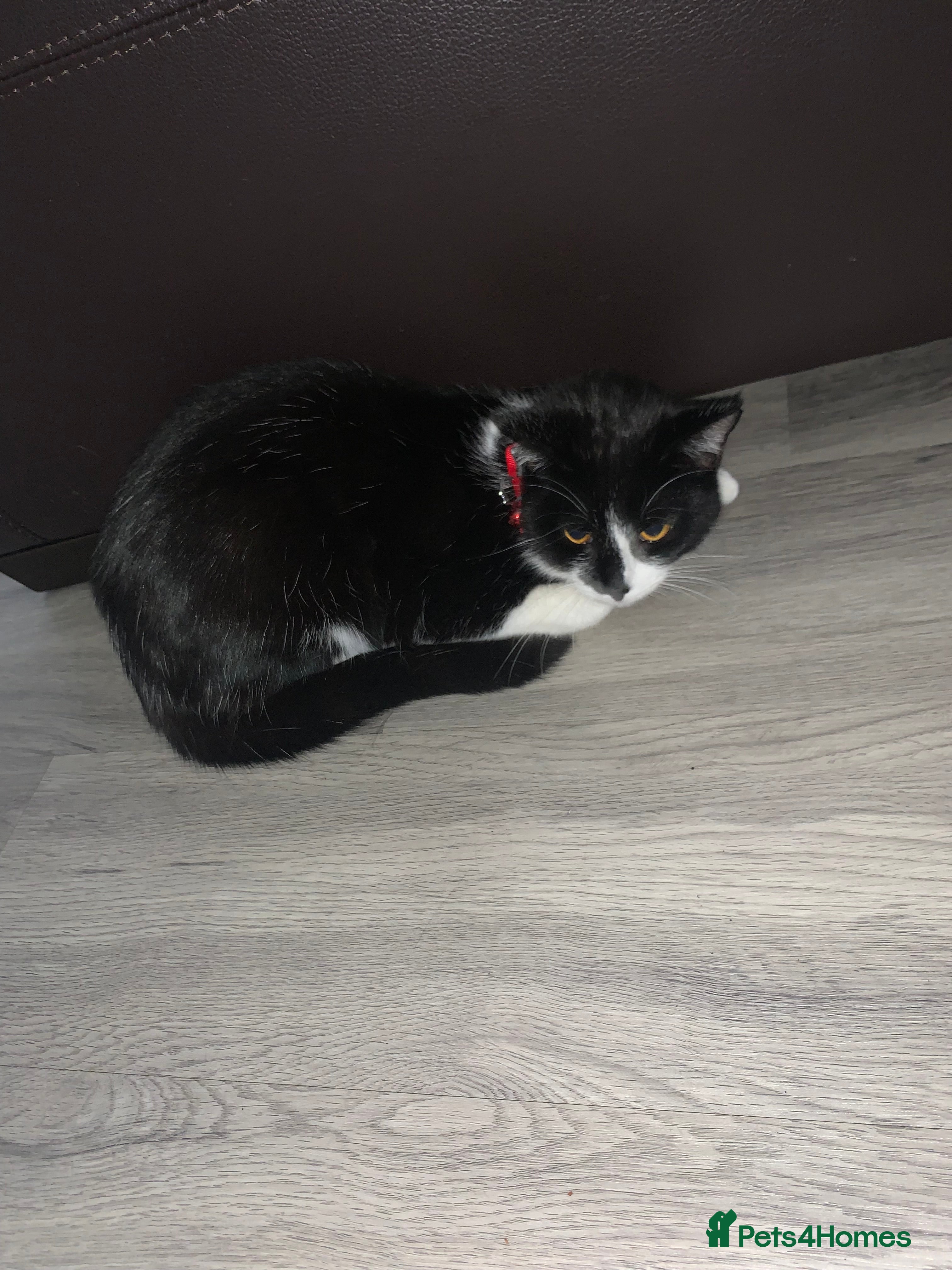 Mixed Breed cats Light - Advert 1