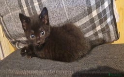 British Shorthair cats for sale: Four half breed mixed Bengal short haired kittens  - Image 7