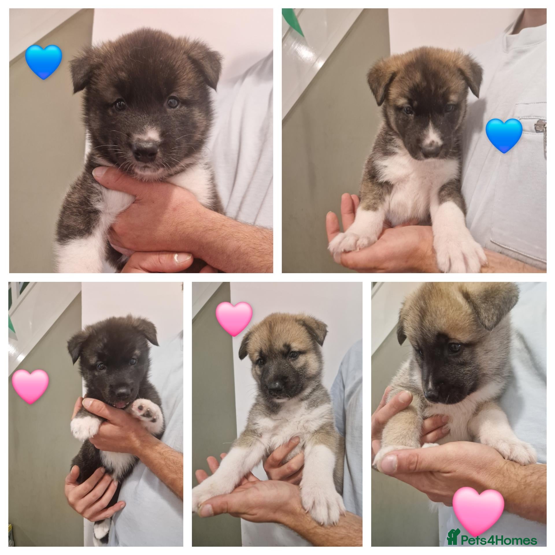 Mixed Breed dogs Akitamute puppies - Advert 1