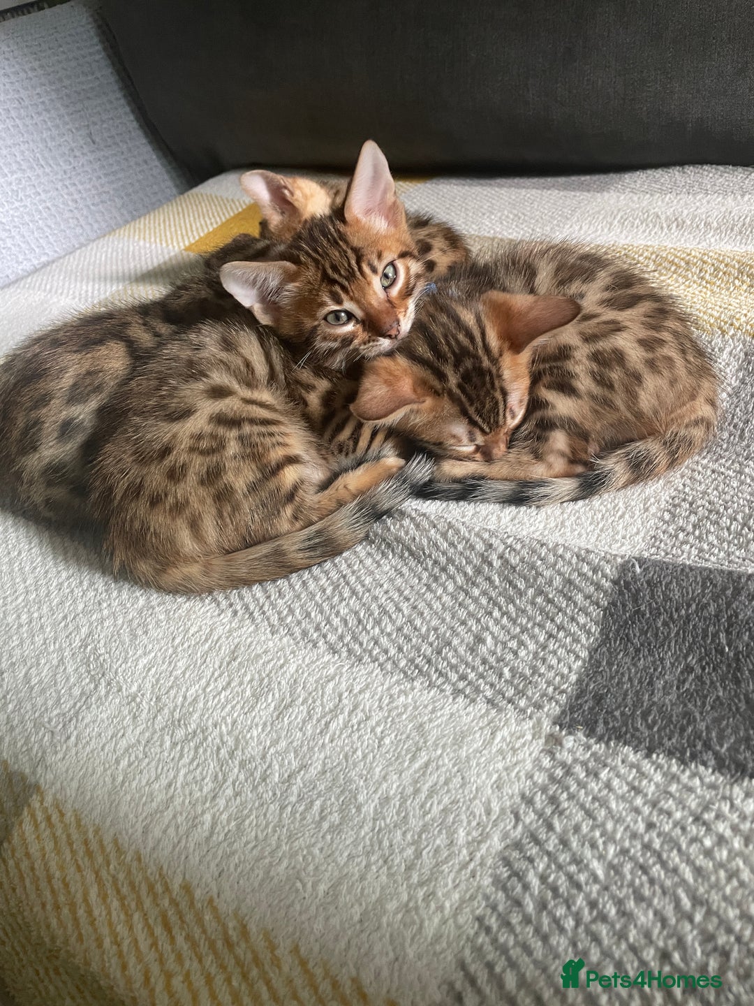 Bengal cats for sale:  🐾Four Beautiful Bengal Kittens🐾 - Image 31