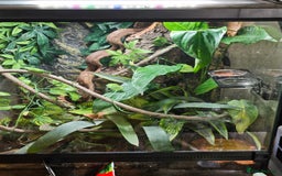 Gecko reptiles for sale: Crested gecko and setup - Image 7