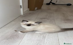 Ragdoll cats for sale: TICA RAGDOLL KITTENS GR EUR CHAMPION BLOODLINE🏆🏆 - Image 11