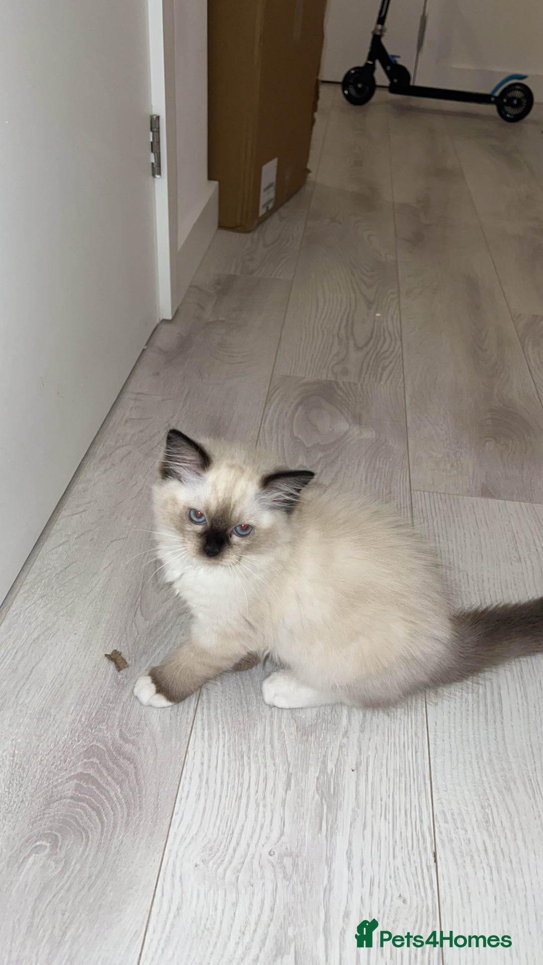 Ragdoll cats for sale: TICA RAGDOLL KITTENS GR EUR CHAMPION BLOODLINE🏆🏆 - Image 11