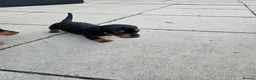 Miniature Dachshund dogs for sale: Miniature dachshund puppies  - Advert 11