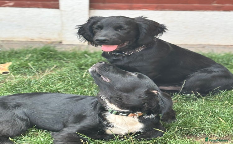 Mixed Breed dogs in Stourport-on-Severn - Advert 1