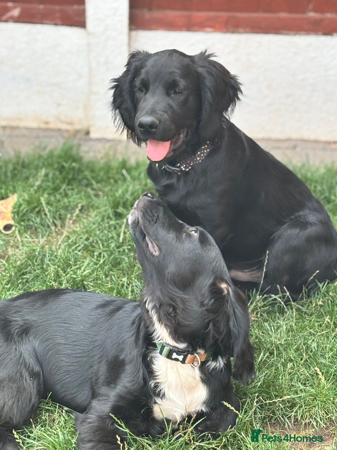 Mixed Breed dogs for sale: Spangold retrievers in Stourport-on-Severn - Image 1
