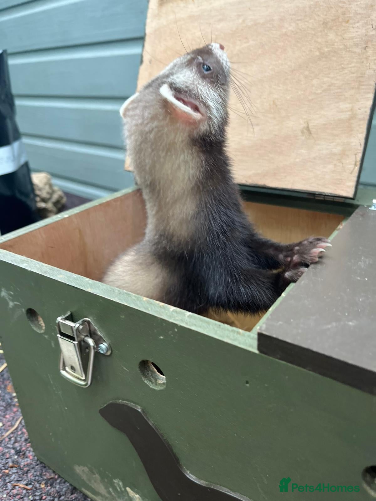Ferret rodents for sale: Beautiful ferrets 9 weeks old  - Advert 9