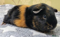 Guinea Pig rodents for sale: Pairs of Sows - Happy, Healthy, Friendly Sows - Image 17