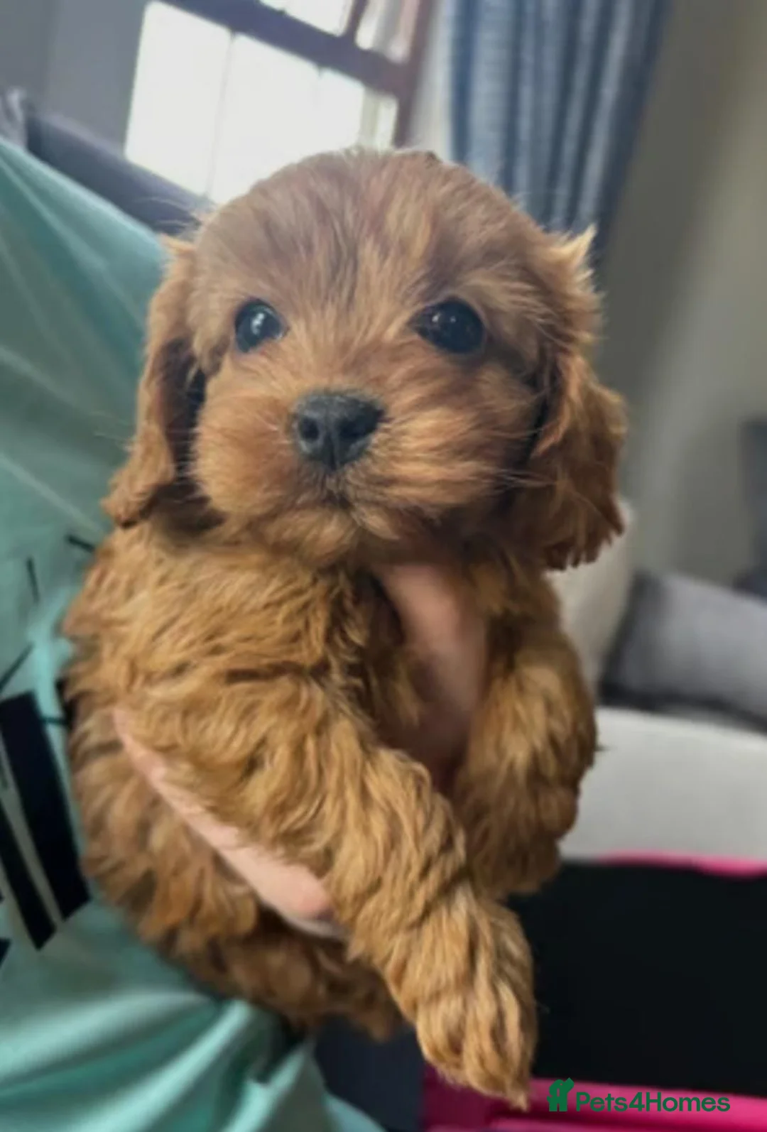 Cavapoo dogs for sale: Health checked red cavapoo puppies - Advert 2