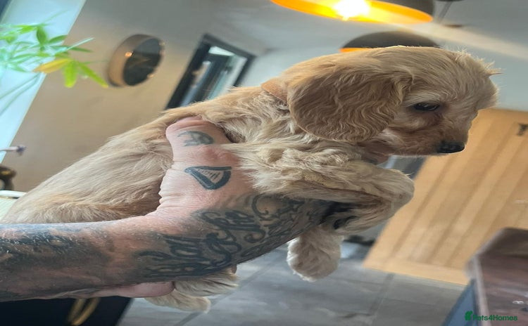 Cockapoo dogs - Advert 15
