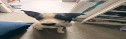 Smooth Collie dogs for sale: 11 month old border collie - Jax  - Advert 6