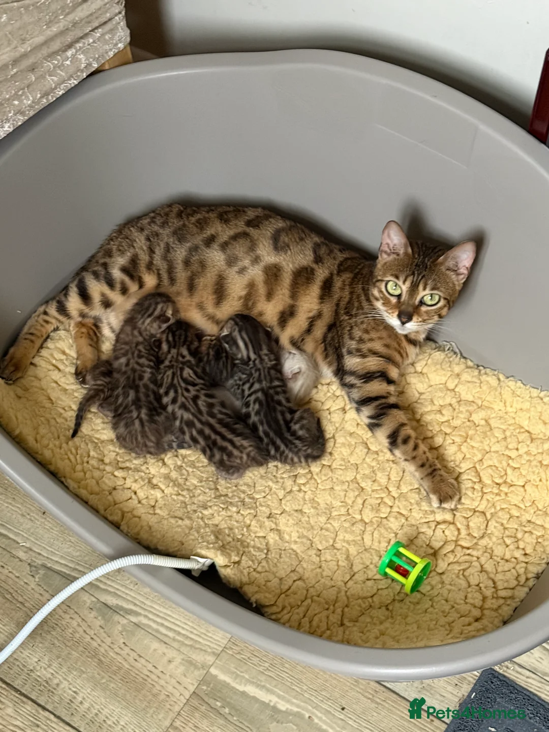 Bengal cats for sale: TICA 🐾 Health Tested 🐆 Bengal Kittens ❤️  - Advert 3
