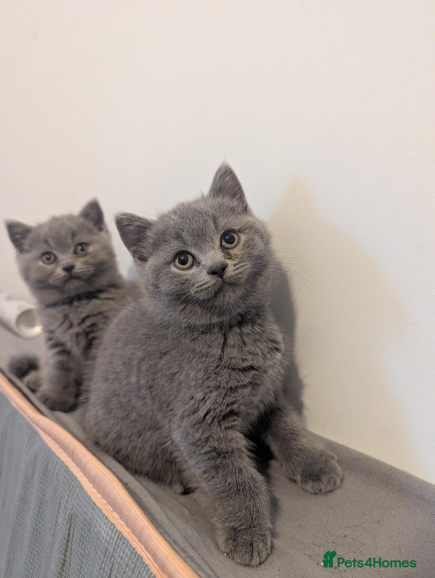 British Shorthair cats Champion purebred British Shorthairs  - Advert 3