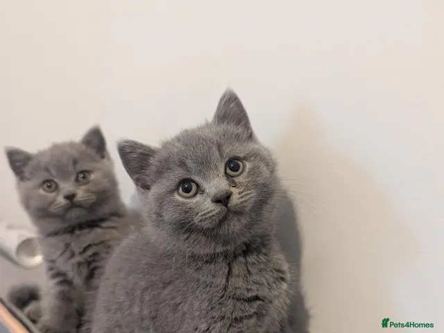 British Shorthair cats Champion purebred British Shorthairs - Advert 3