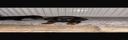 Dachshund dogs for sale: Dachshund puppies  - Advert 8