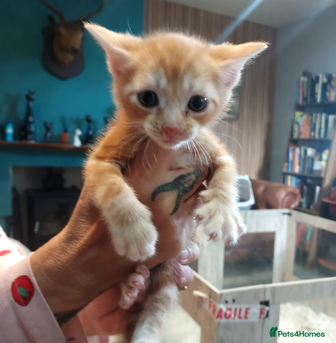 Mixed Breed cats for sale: Gingal kitte s x 5 - Advert 1