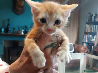 Mixed Breed cats Gingal kittens (GINger + benGAL) x 5 - Advert 4