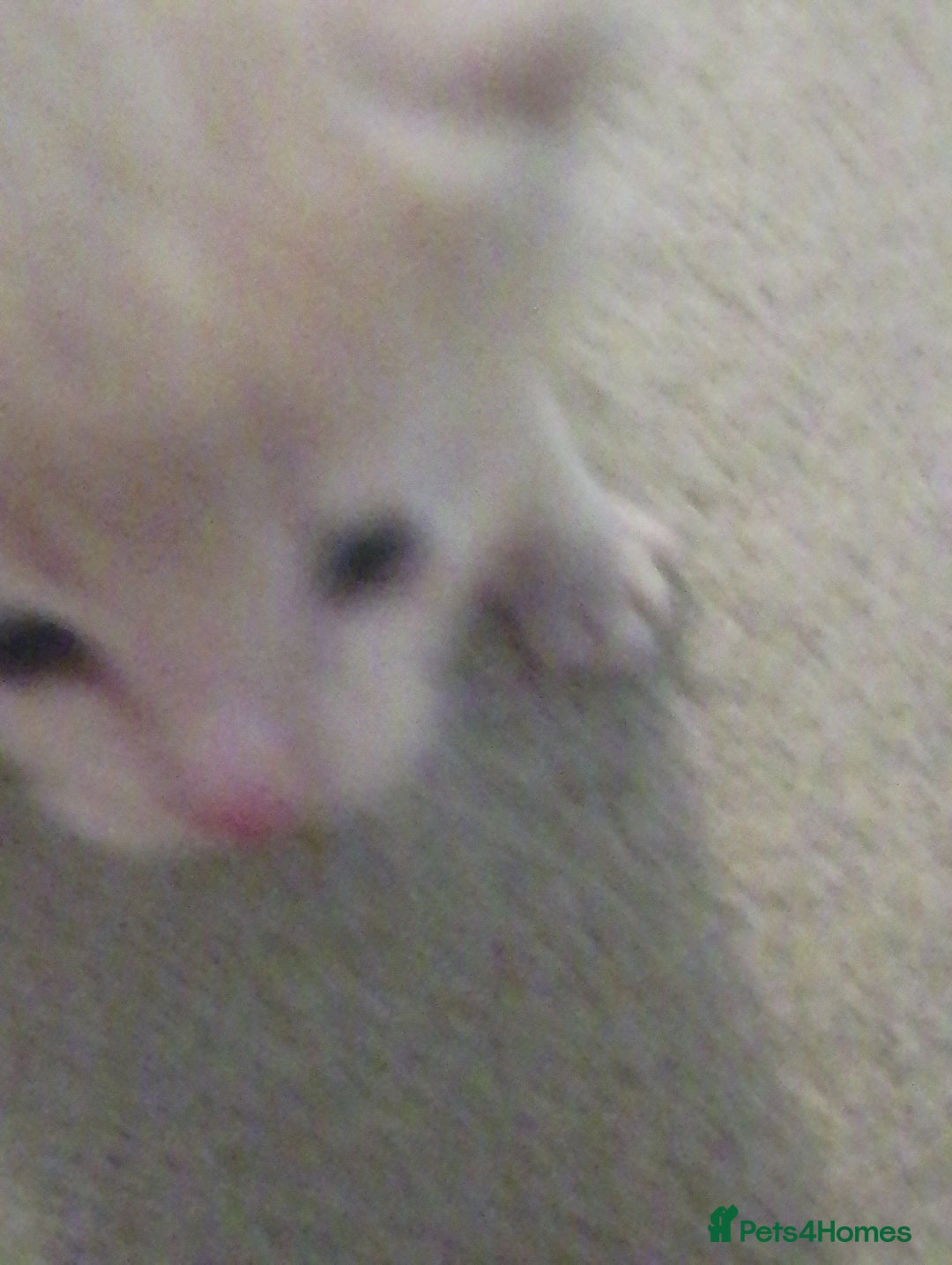 Turkish Angora cats for sale: Turkish angora kittens  - Advert 11