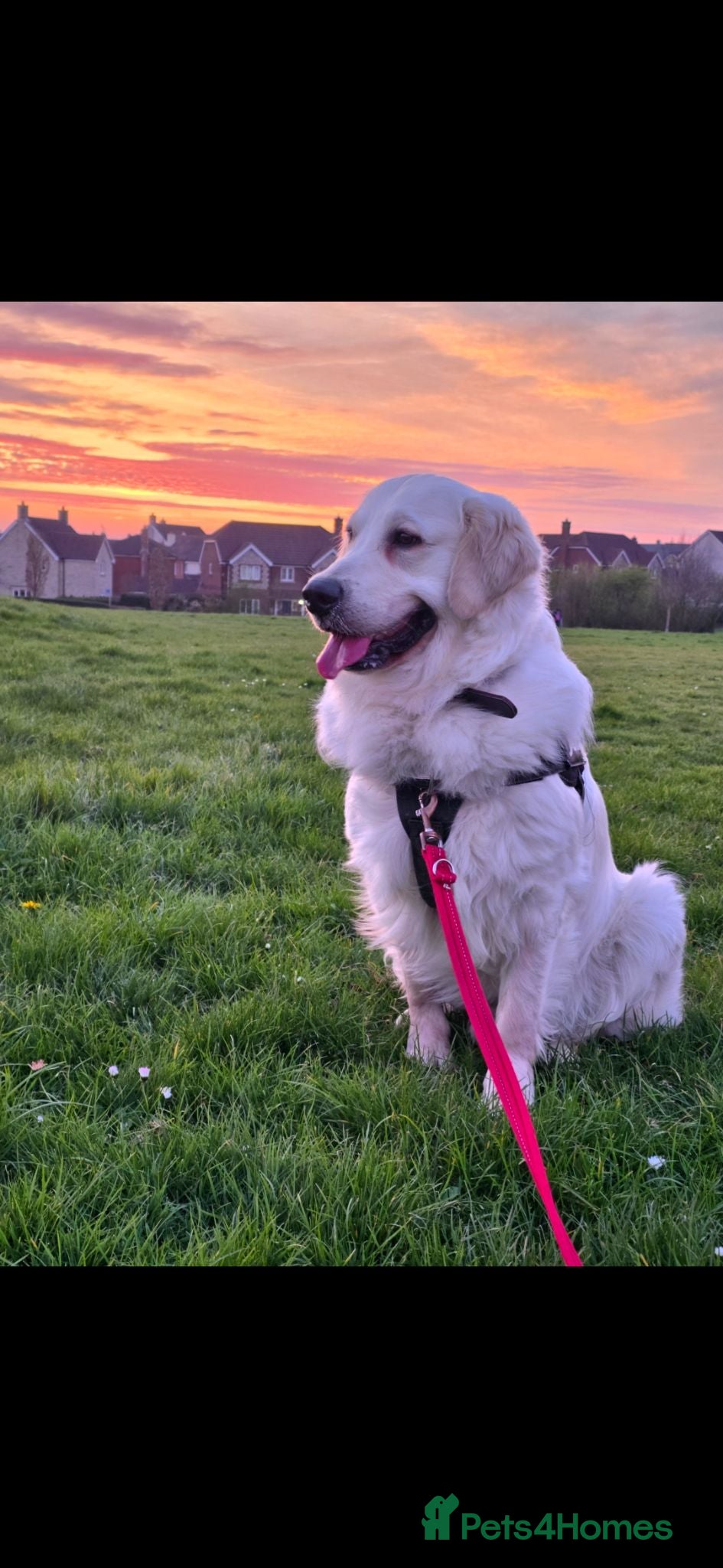 Golden Retriever dogs Seeking forever home - Advert 7