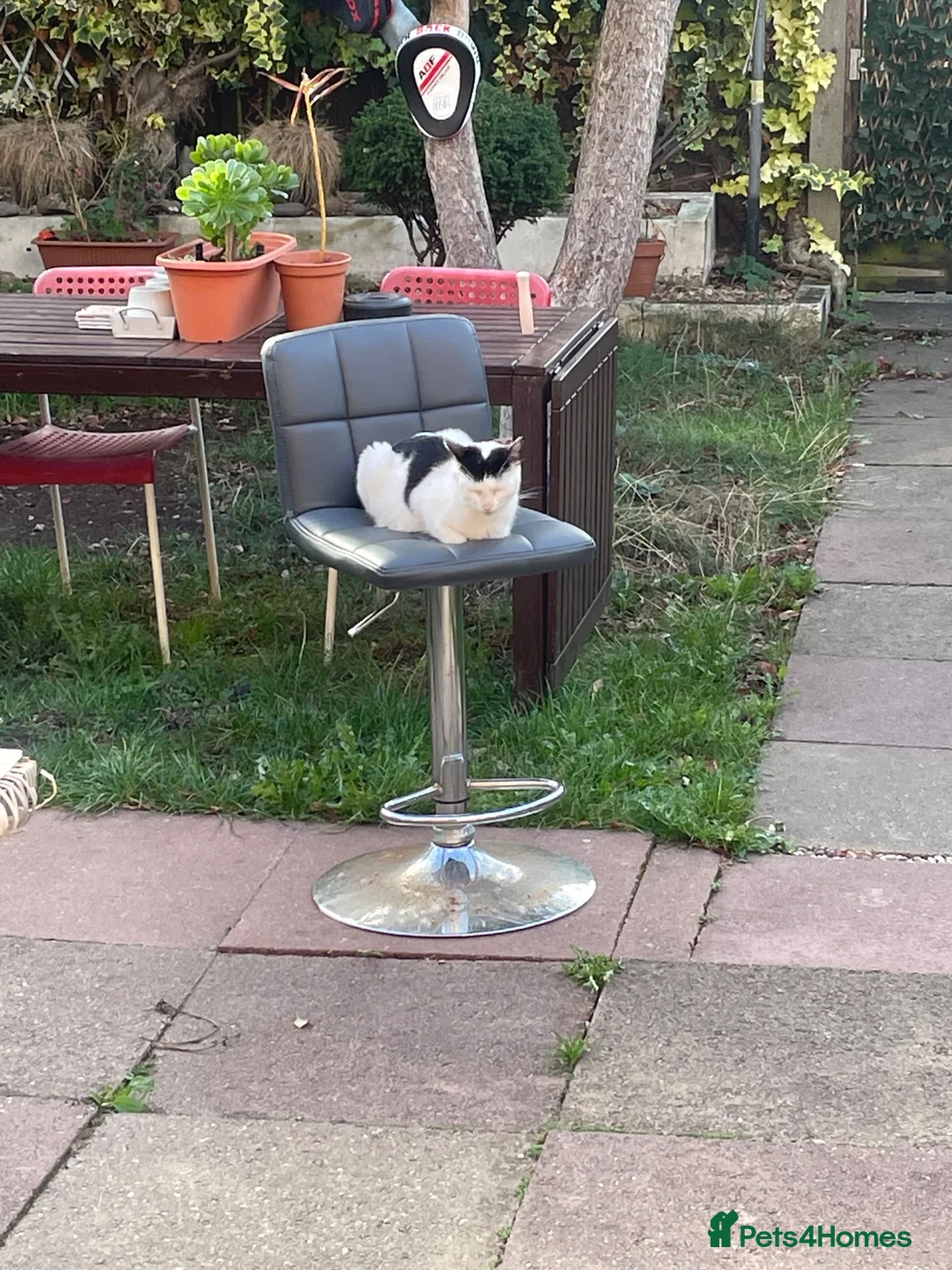 Mixed Breed cats for sale: 5 Adorable Kittens – Playful & Cute  - Advert 1