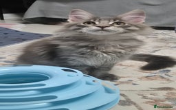 Maine Coon cats for sale: Maine Coon Glasgow AVAILABLE  - Image 35