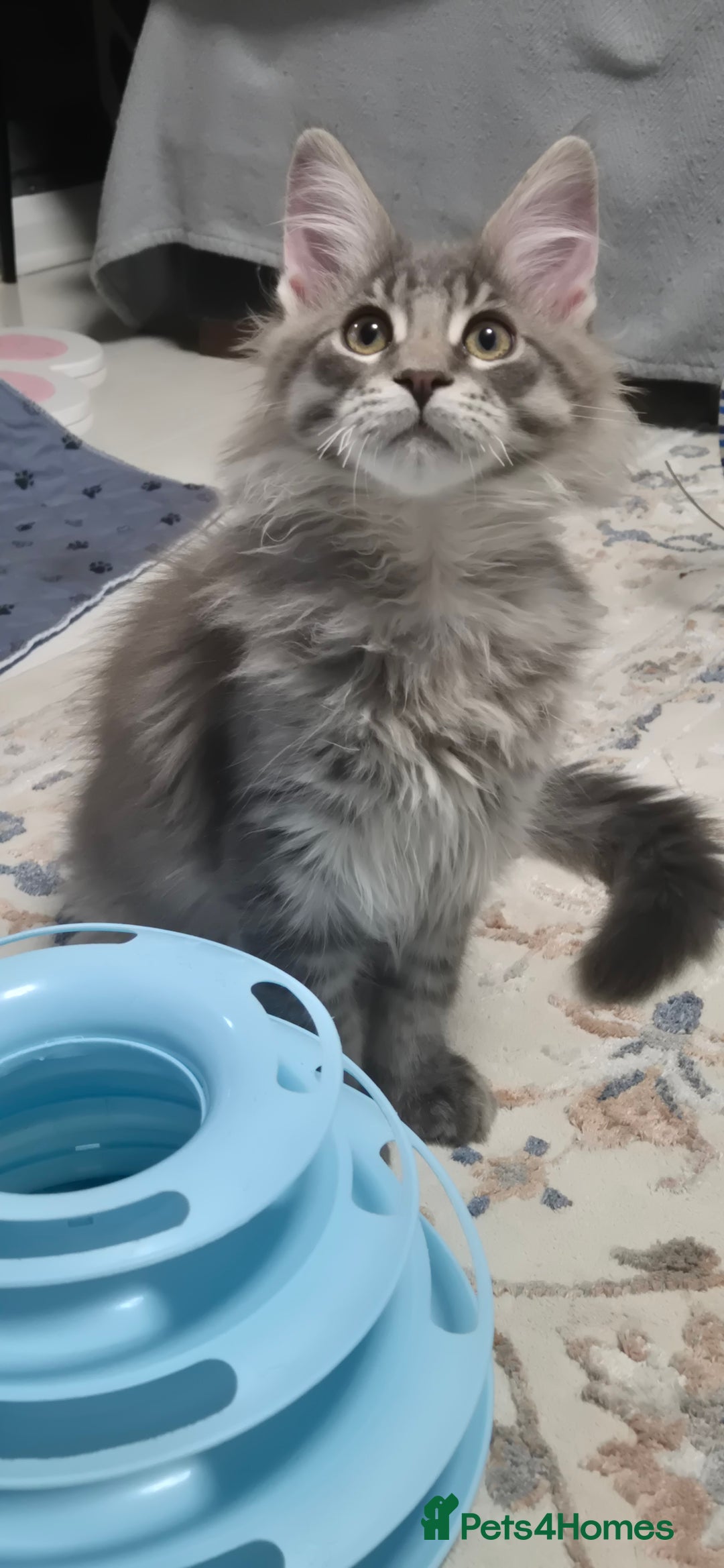 Maine Coon cats for sale: Maine Coon Glasgow AVAILABLE  - Image 35