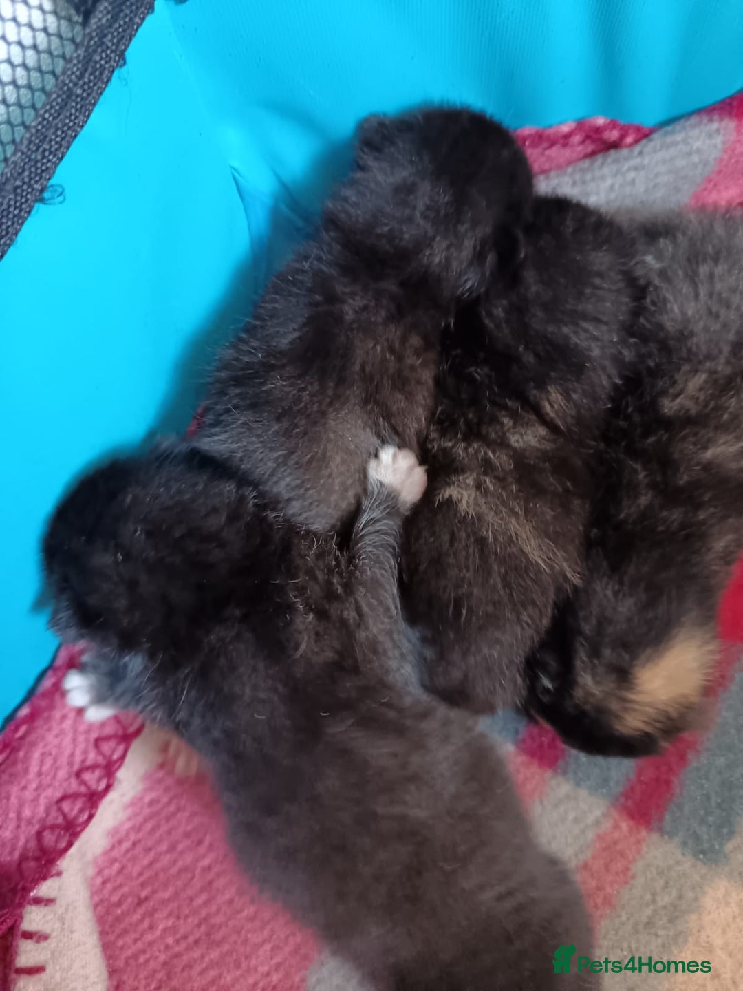 Mixed Breed cats for sale: 🐾 Kittens Looking for Loving Homes! 🐾 - Advert 4