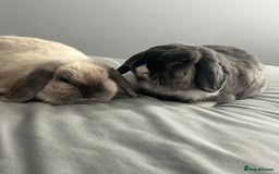 Mini Lop rabbits for sale: 2 female 1 male to be rehomed  - Image 8