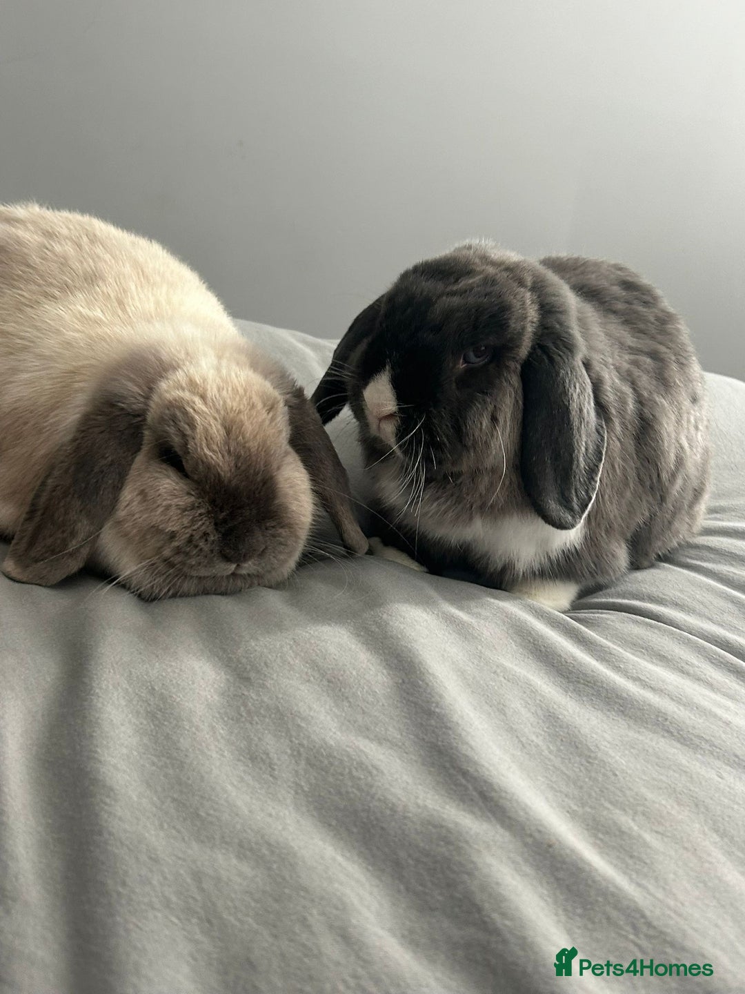 Mini Lop rabbits for sale: 2 female 1 male to be rehomed  - Image 8