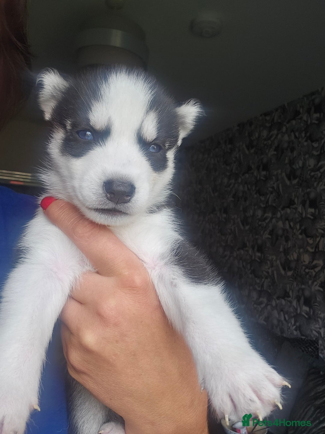 Siberian Husky dogs for sale: Gorgeous Litter of Husky Puppies - Image 10